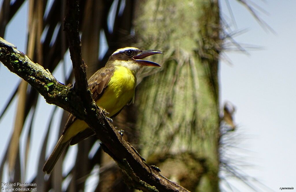 Boat-billed Flycatcheradult, song