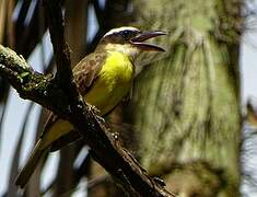 Boat-billed Flycatcher