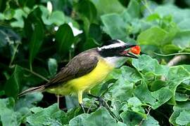 Great Kiskadee