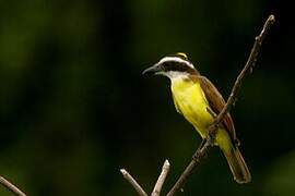 Great Kiskadee