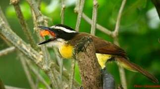 Great Kiskadee