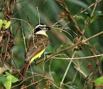 Great Kiskadee