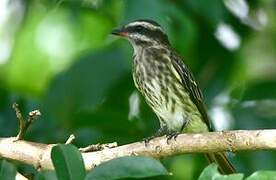 Variegated Flycatcher