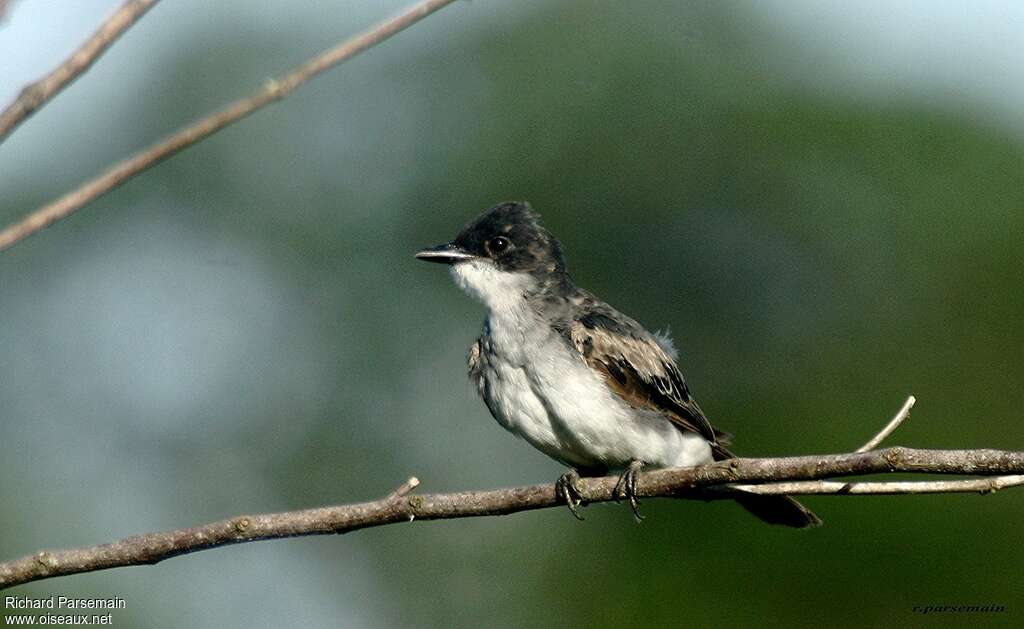 Tyran tritriimmature, identification