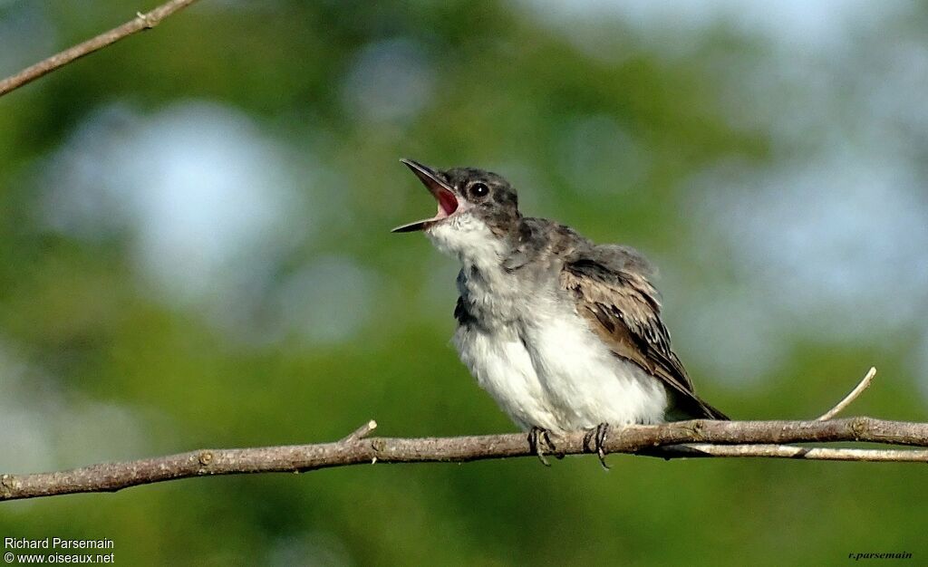 Eastern Kingbirdimmature