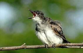 Eastern Kingbird