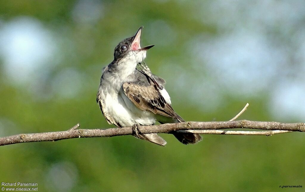 Eastern Kingbirdimmature