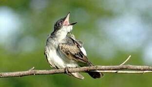 Eastern Kingbird