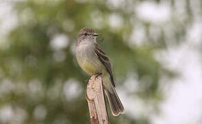 Northern Scrub Flycatcher