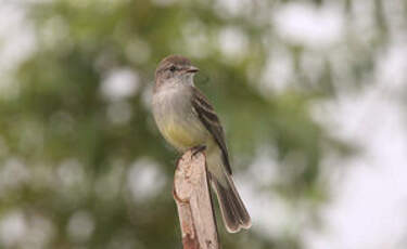 Tyranneau des palétuviers