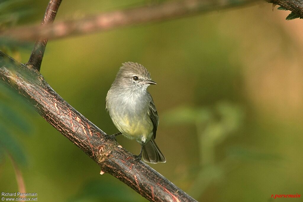 Northern Scrub Flycatcheradult