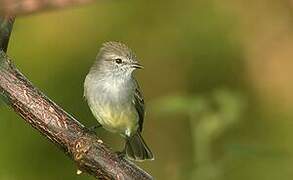 Northern Scrub Flycatcher