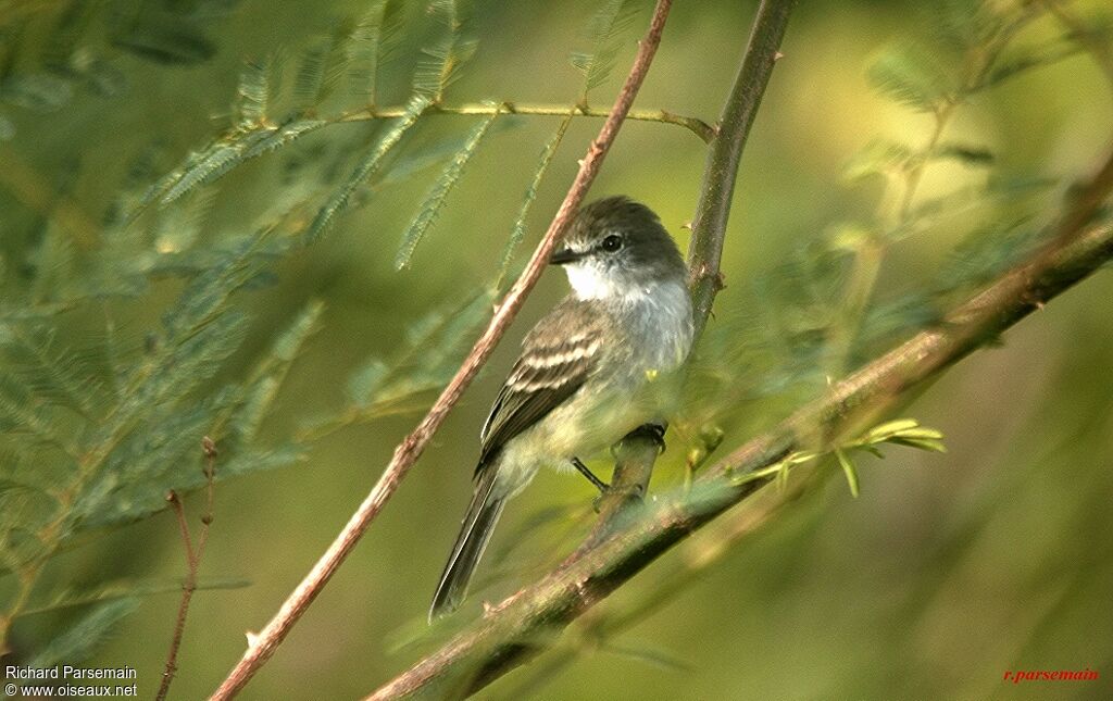 Northern Scrub Flycatcheradult