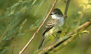 Northern Scrub Flycatcher