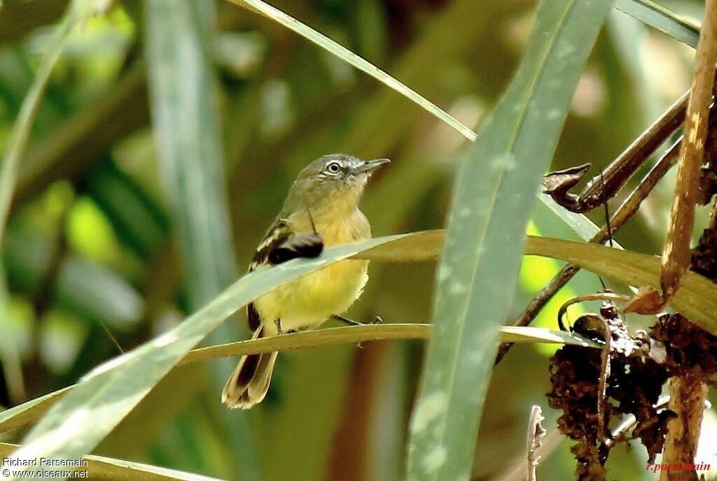 Pale-tipped Ineziaadult