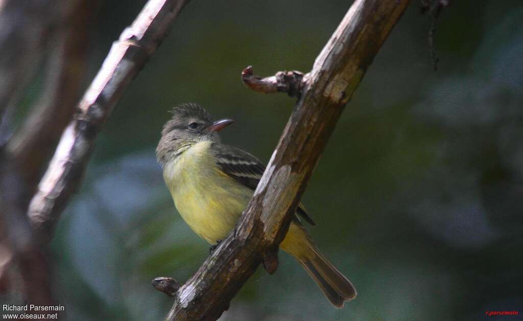 Southern Beardless Tyrannuletadult