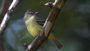 Southern Beardless Tyrannulet