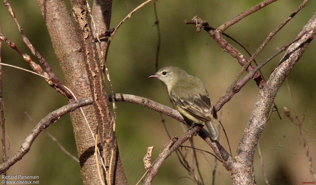 Southern Beardless Tyrannuletadult