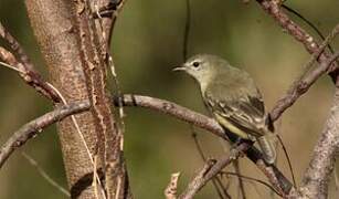 Southern Beardless Tyrannulet