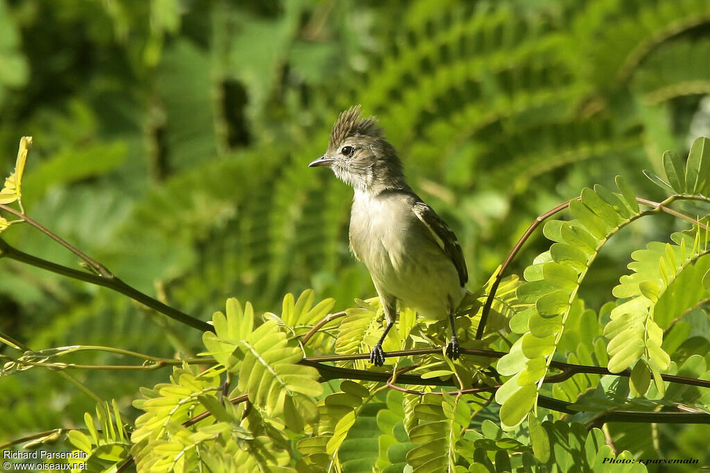 Southern Beardless Tyrannuletadult