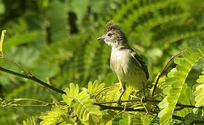 Southern Beardless Tyrannulet