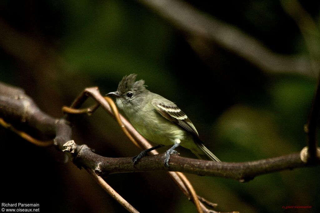 Tyranneau passegrisadulte