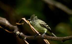 Southern Beardless Tyrannulet