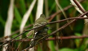 Southern Beardless Tyrannulet