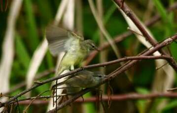 Tyranneau passegris