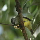 Tyranneau roitelet