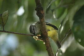 Yellow-crowned Tyrannulet