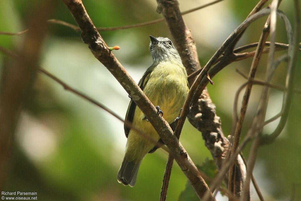 Yellow-crowned Tyrannuletadult