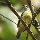 Tyranneau roitelet