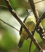 Yellow-crowned Tyrannulet