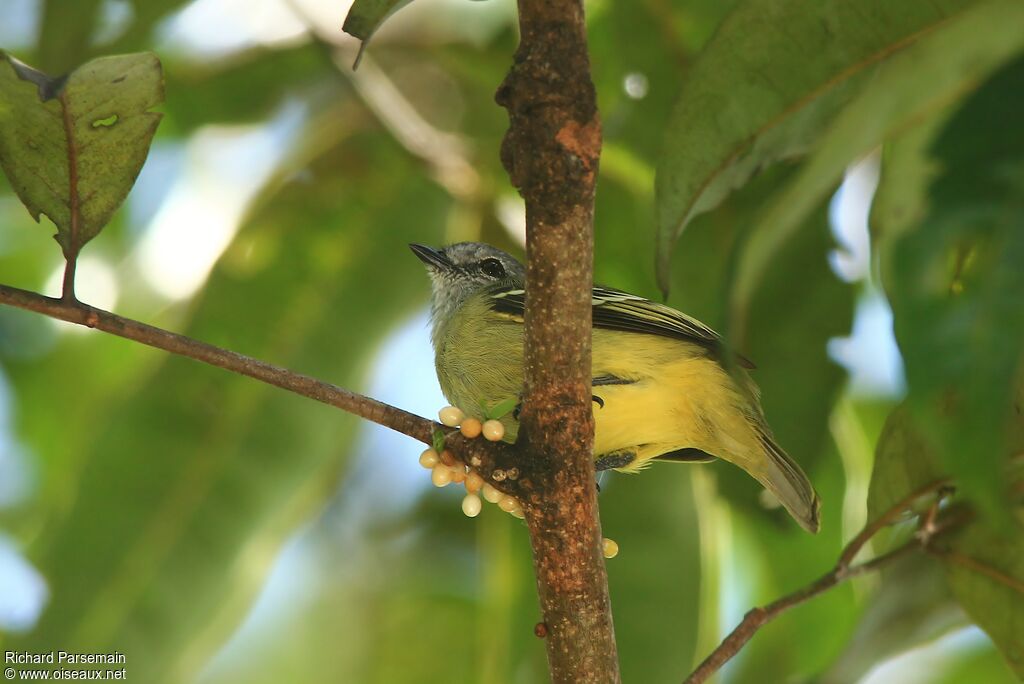 Yellow-crowned Tyrannuletadult