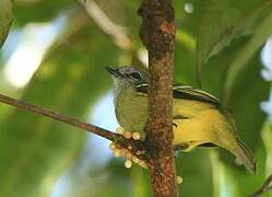 Yellow-crowned Tyrannulet