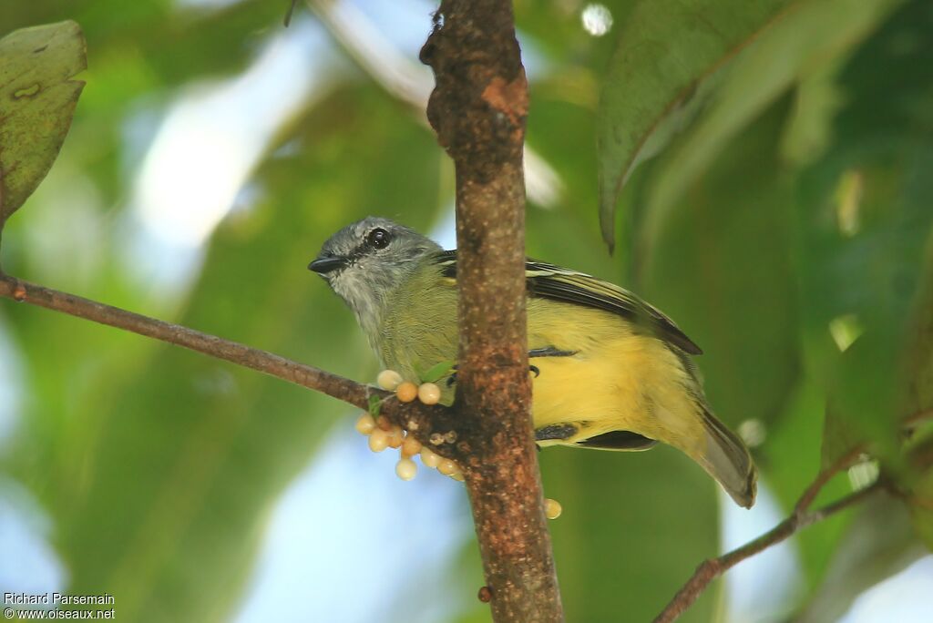 Yellow-crowned Tyrannuletadult