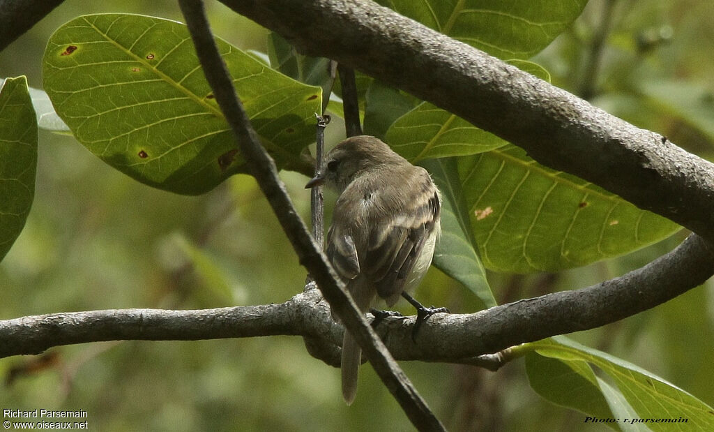 Tyranneau sourisadulte