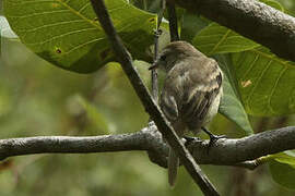 Mouse-colored Tyrannulet