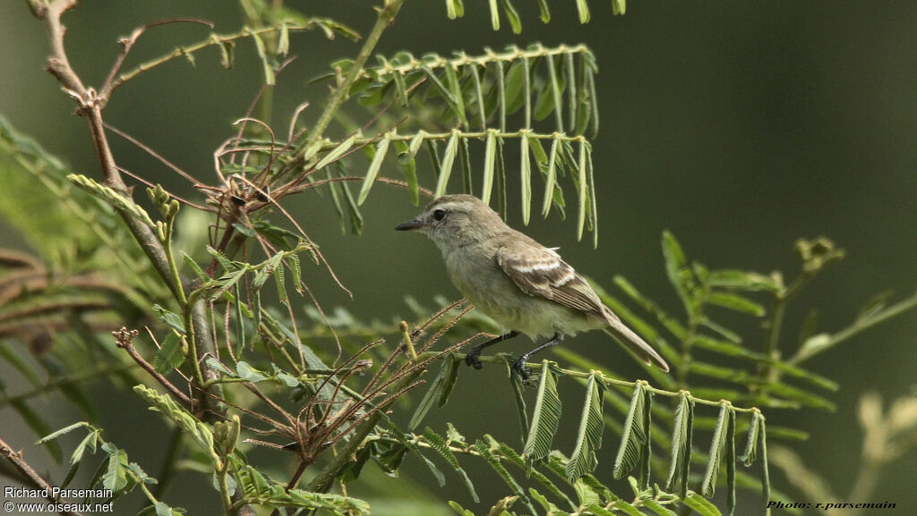 Tyranneau sourisadulte