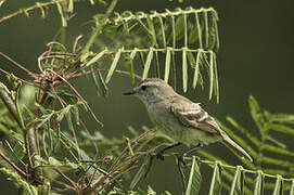 Mouse-colored Tyrannulet