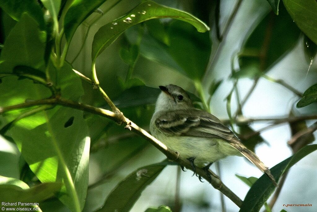 Mouse-colored Tyrannulet