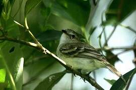 Southern Mouse-colored Tyrannulet