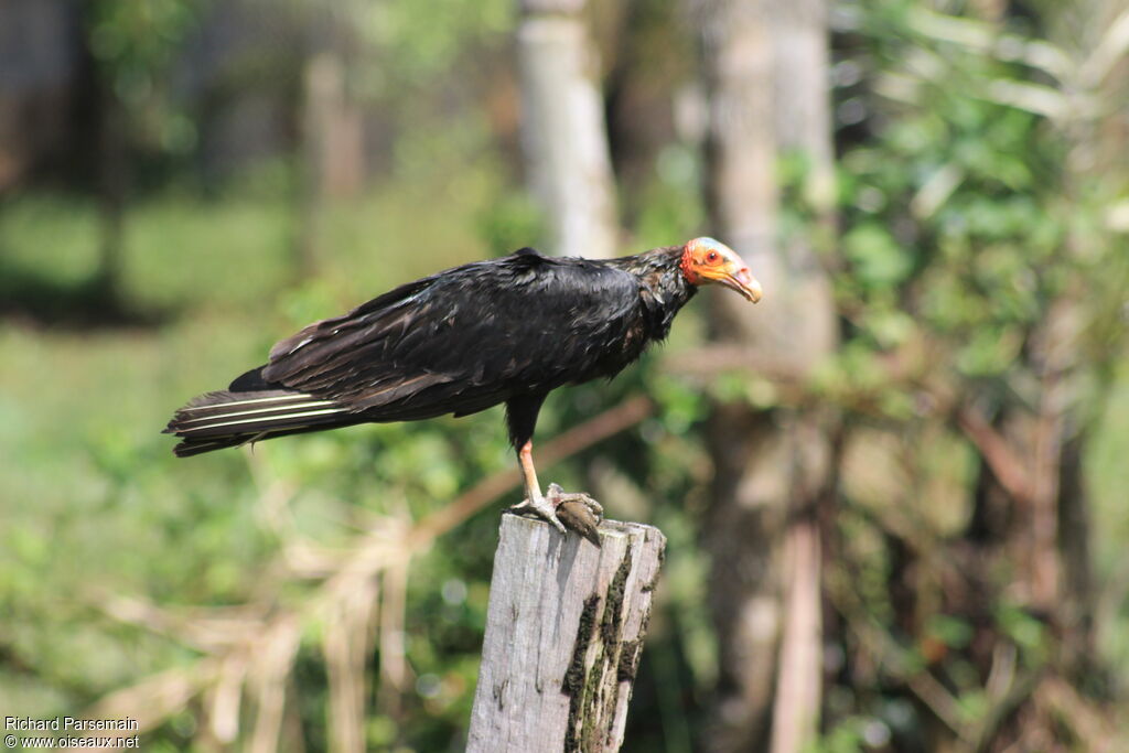 Lesser Yellow-headed Vultureadult