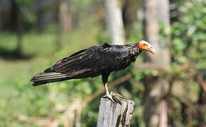 Lesser Yellow-headed Vulture