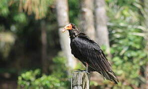 Lesser Yellow-headed Vulture