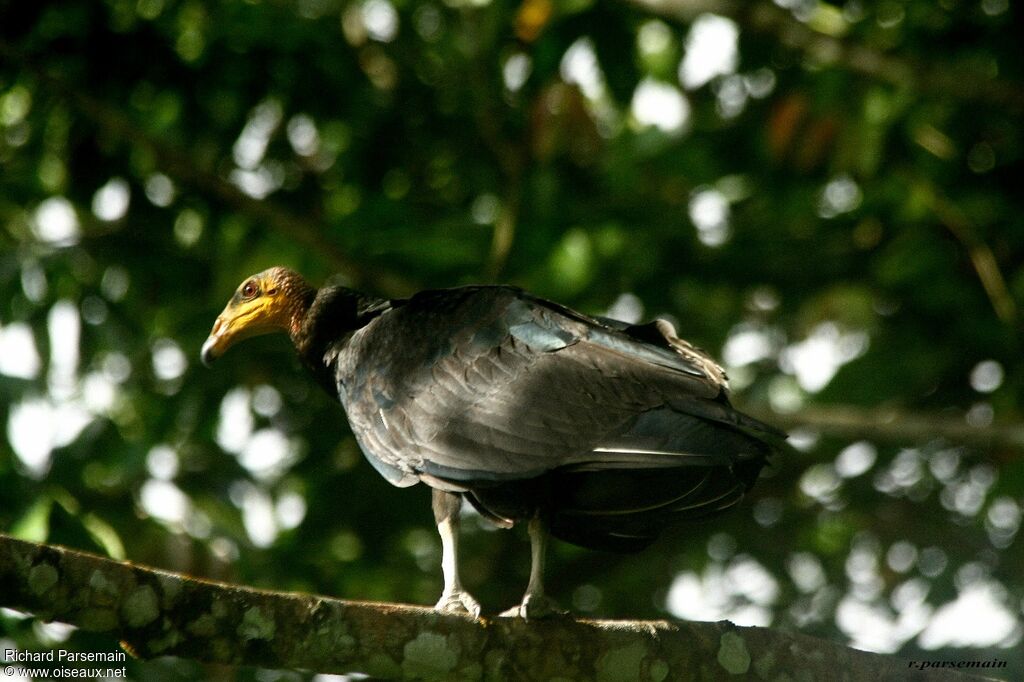 Lesser Yellow-headed Vultureadult