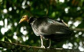 Lesser Yellow-headed Vulture