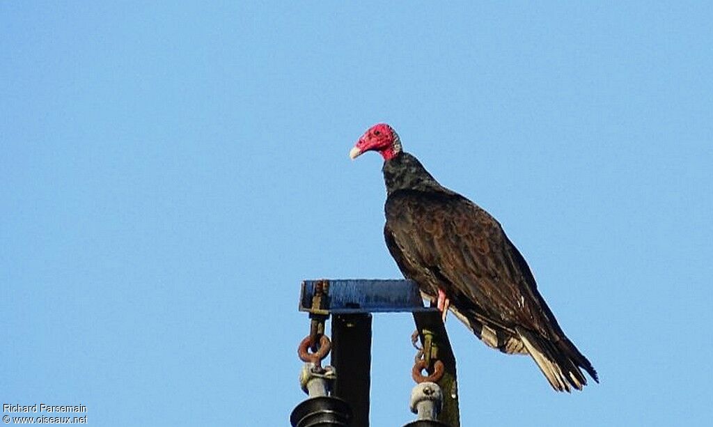 Urubu à tête rougeadulte