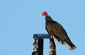 Turkey Vulture